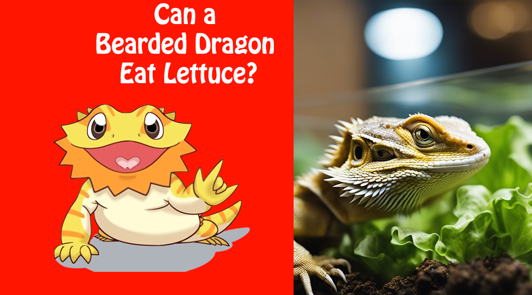 Can a Bearded Dragon Eat Lettuce