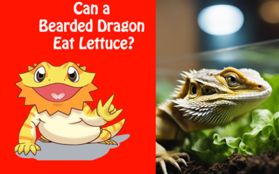 Can a Bearded Dragon Eat Lettuce?