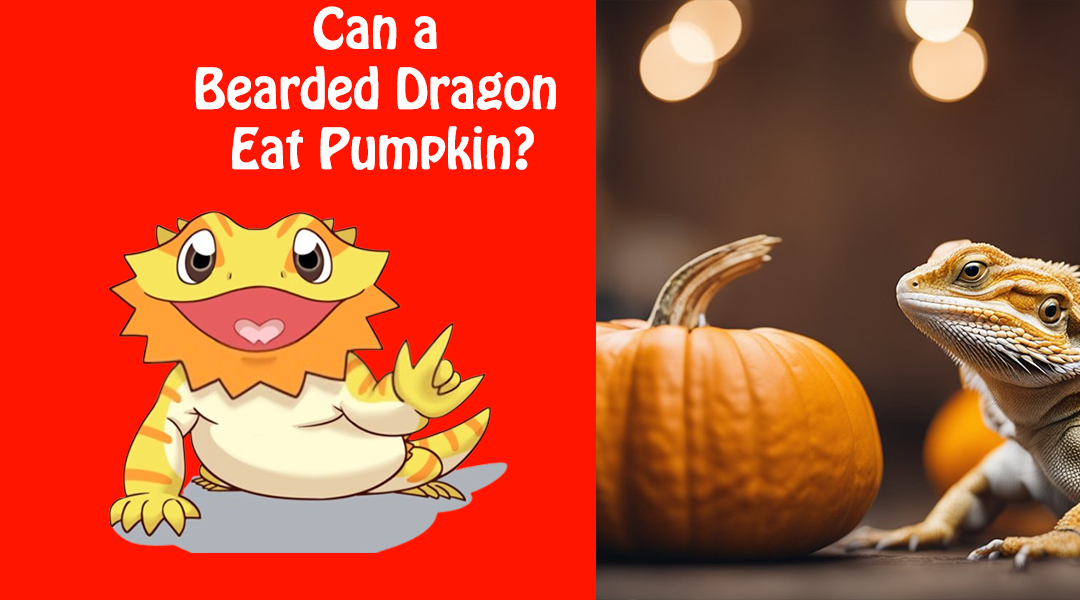 Can a Bearded Dragon Eat Pumpkin