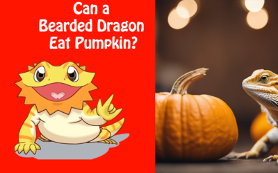 Can a Bearded Dragon Eat Pumpkin?