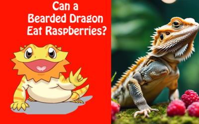 Can a Bearded Dragon Eat Raspberries?