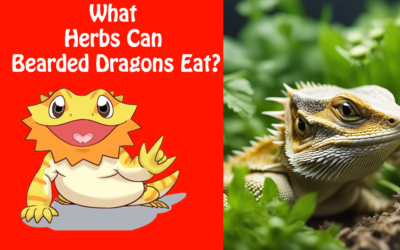 What Herbs Can Bearded Dragons Eat?