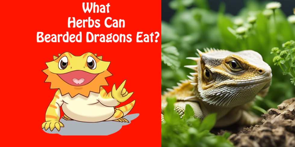 What Herbs Can Bearded Dragons Eat A Comprehensive Guide 3255