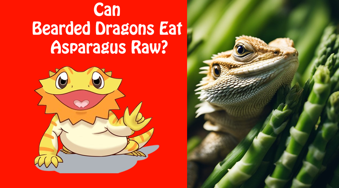Can Bearded Dragons Eat Asparagus Raw