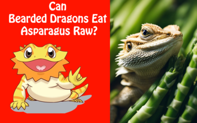 Can Bearded Dragons Eat Asparagus Raw?