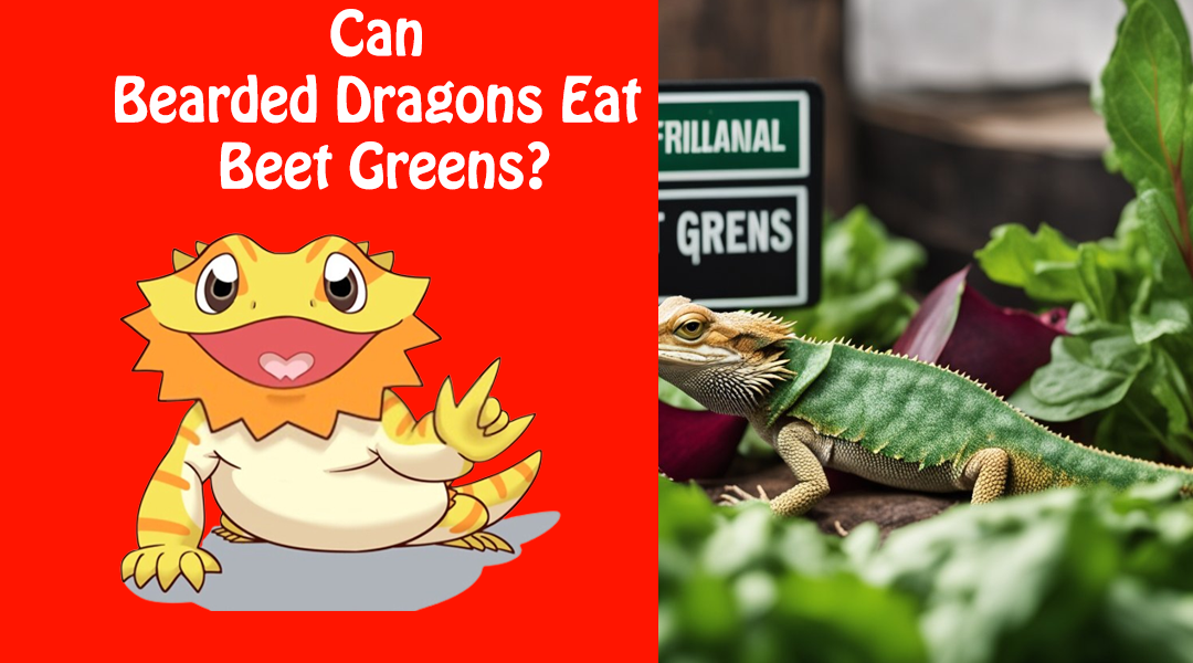 Can Bearded Dragons Eat Beet Greens