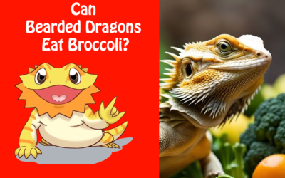 Can Bearded Dragons Eat Broccoli?