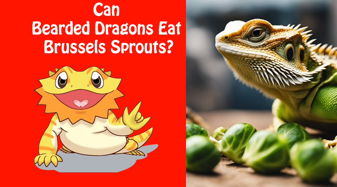 Can Bearded Dragons Eat Brussels Sprouts