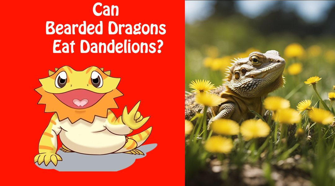 Can Bearded Dragons Eat Dandelions