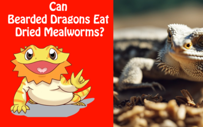 Can Bearded Dragons Eat Dried Mealworms?
