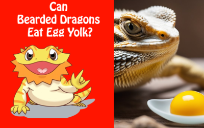 Can Bearded Dragons Eat Egg Yolk?