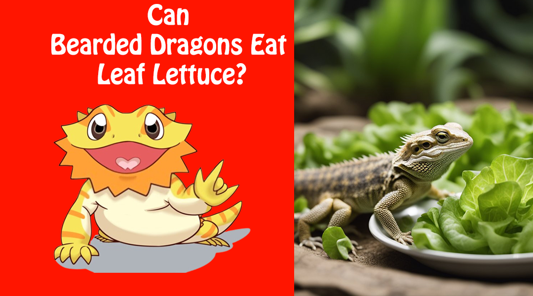 Can Bearded Dragons Eat Leaf Lettuce