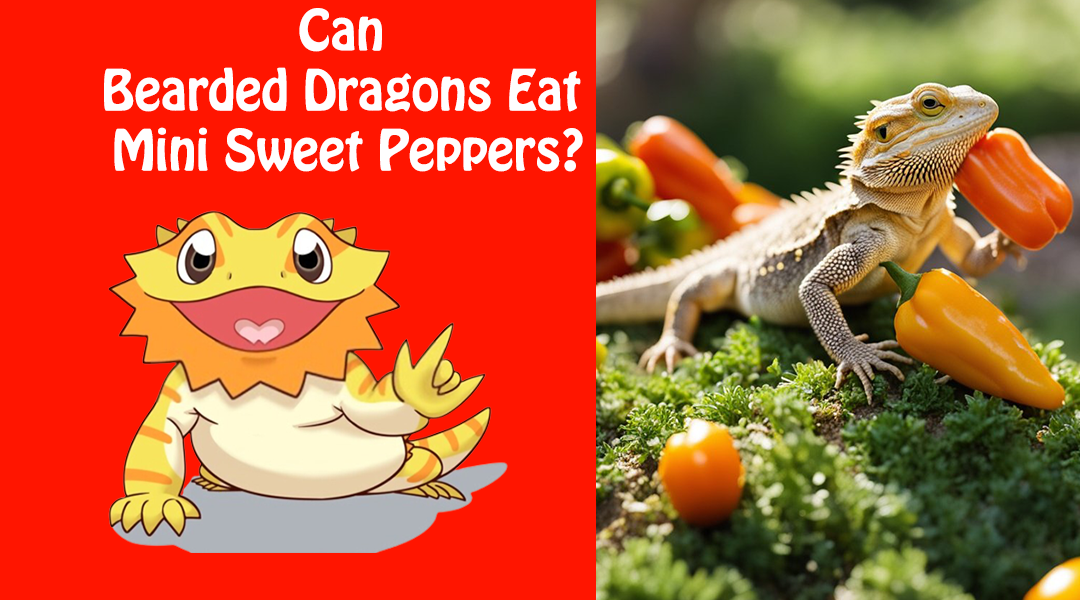 Can Bearded Dragons Eat Mini Sweet Peppers?