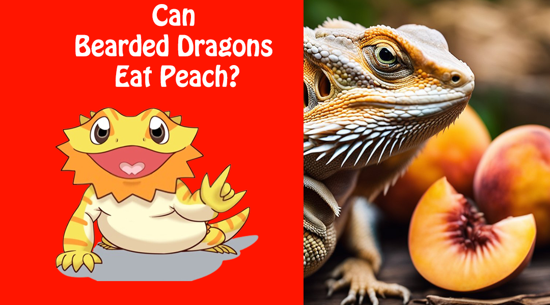 Can Bearded Dragons Eat Peach?