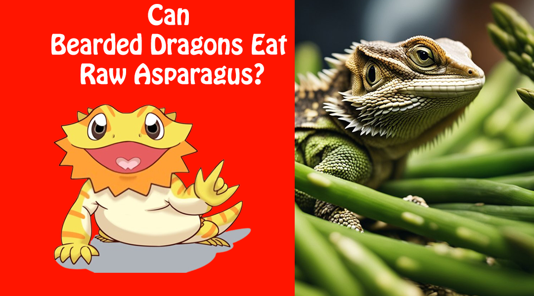 Can Bearded Dragons Eat Raw Asparagus