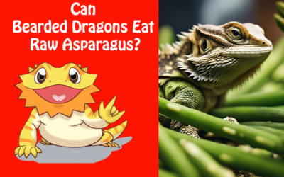 Can Bearded Dragons Eat Raw Asparagus?