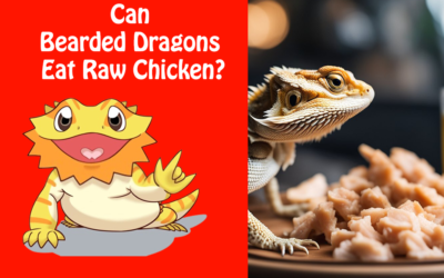 Can Bearded Dragons Eat Raw Chicken?