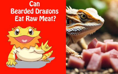 Can Bearded Dragons Eat Raw Meat?