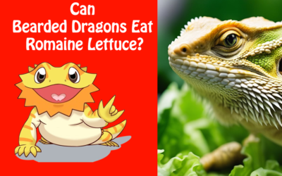 Can Bearded Dragons Eat Romaine Lettuce?