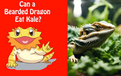 Can a Bearded Dragon Eat Kale?