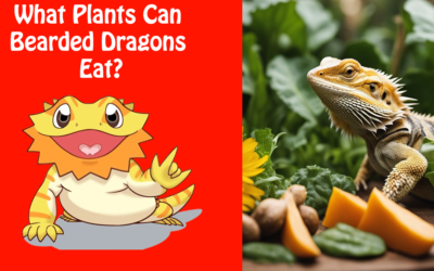 What Plants Can Bearded Dragons Eat?