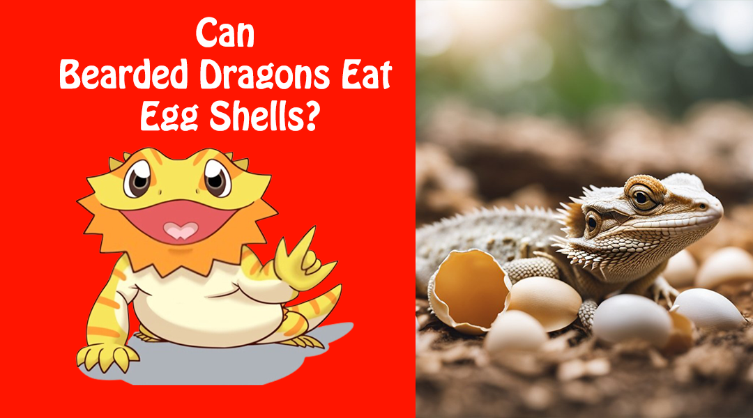 Can Bearded Dragons Eat Egg Shells?