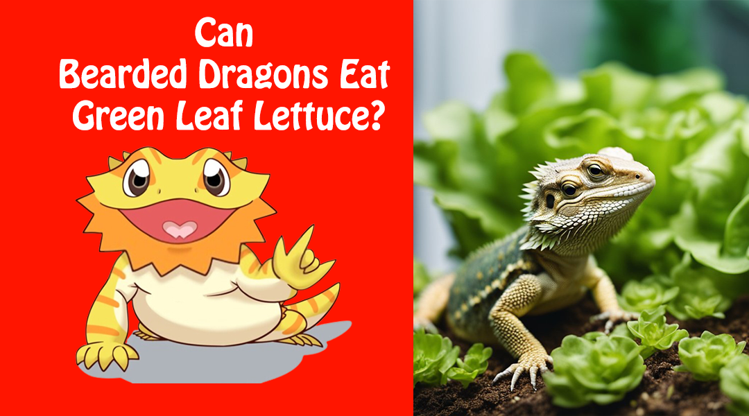 Can Bearded Dragons Eat Green Leaf Lettuce?