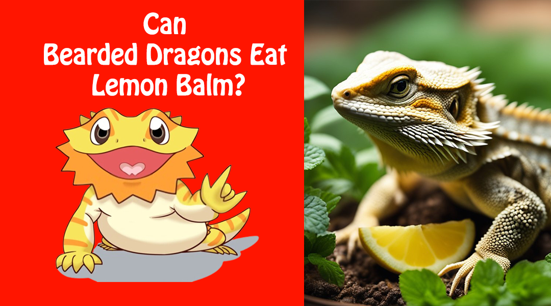 Can Bearded Dragons Eat Lemon Balm