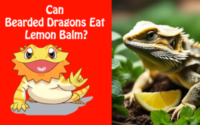 Can Bearded Dragons Eat Lemon Balm?