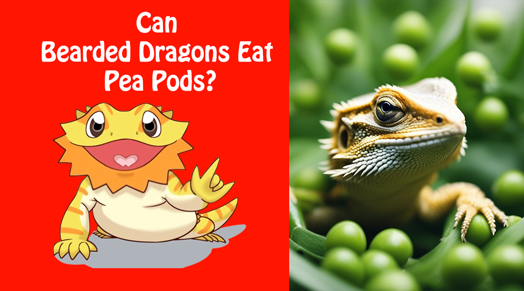 Can Bearded Dragons Eat Pea Pods?