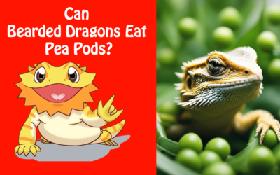 Can Bearded Dragons Eat Pea Pods?
