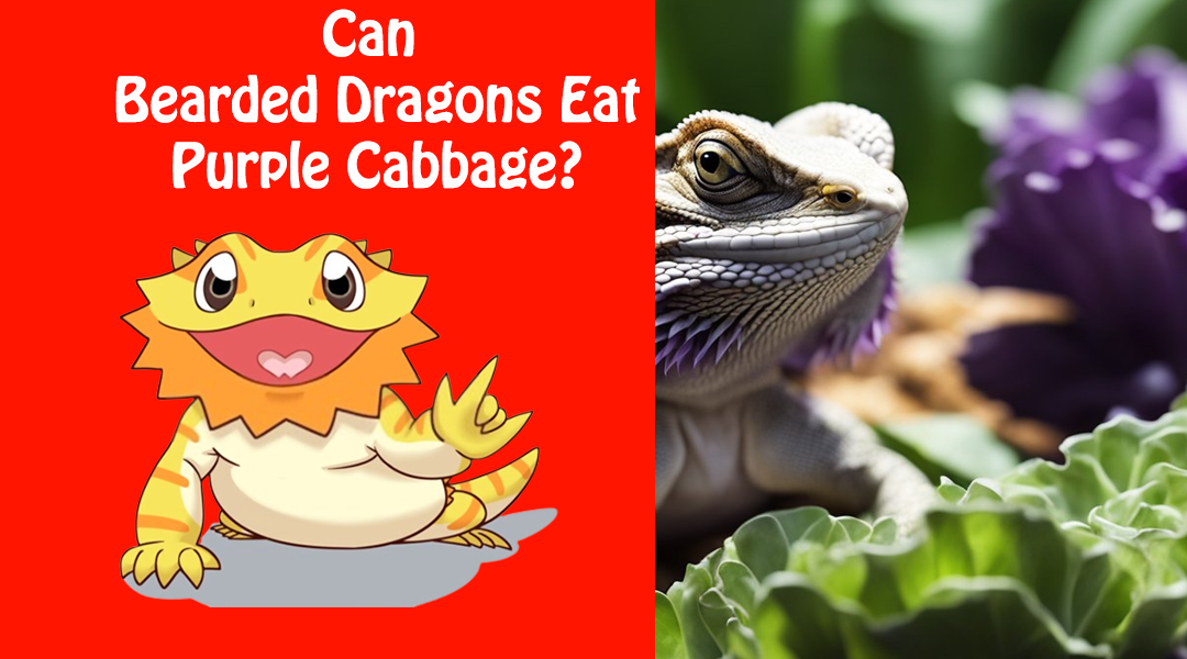 Can Bearded Dragons Eat Purple Cabbage