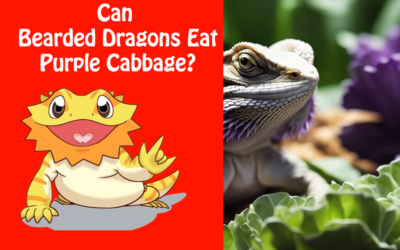 Can Bearded Dragons Eat Purple Cabbage?