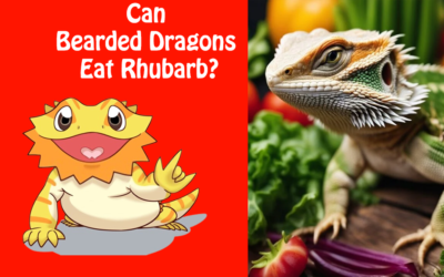 Can Bearded Dragons Eat Rhubarb?