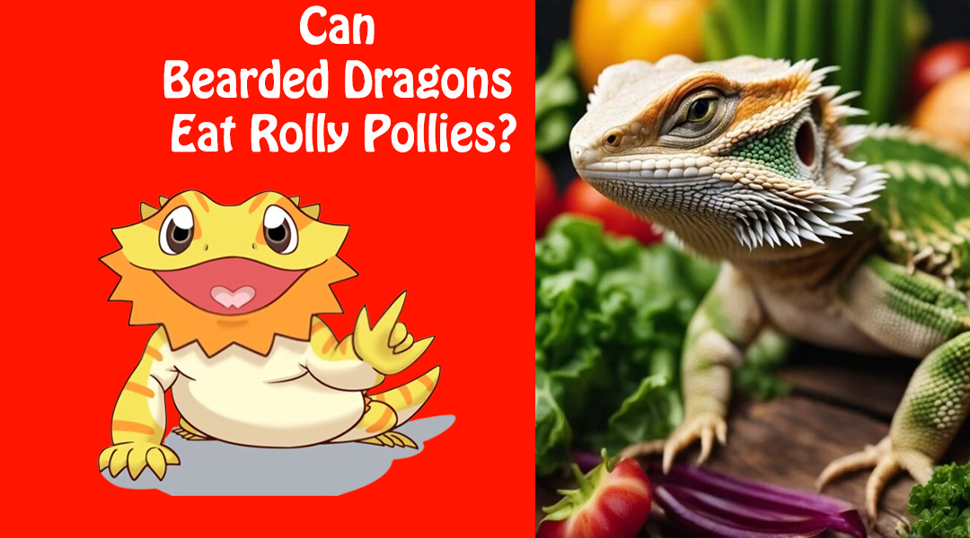 Can Bearded Dragons Eat Rolly Pollies