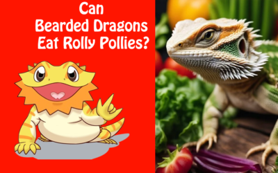 Can Bearded Dragons Eat Rolly Pollies?