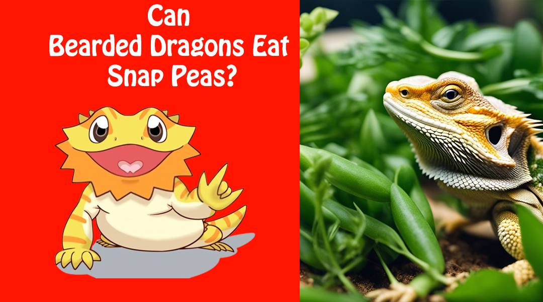 Can Bearded Dragons Eat Snap Peas?