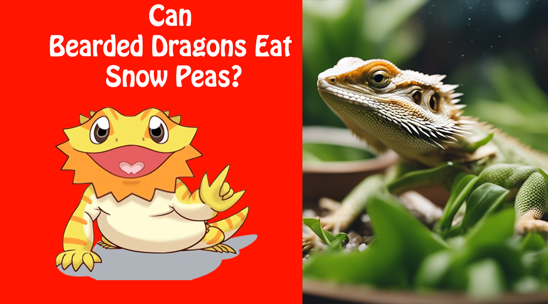 Can Bearded Dragons Eat Snow Peas?