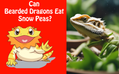 Can Bearded Dragons Eat Snow Peas?