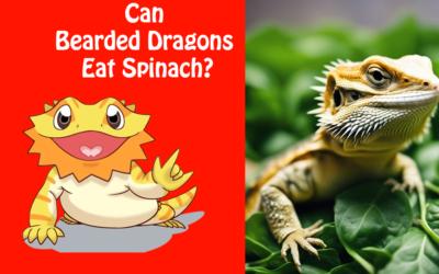 Can Bearded Dragons Eat Spinach?