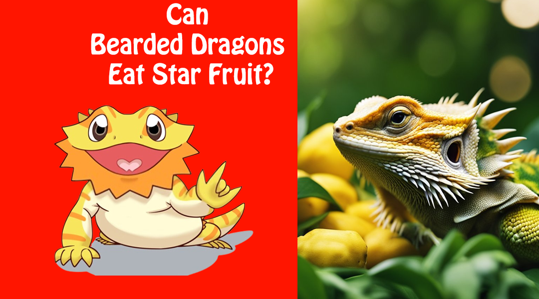 Can Bearded Dragons Eat Star Fruit