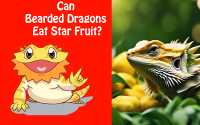 Can Bearded Dragons Eat Star Fruit?