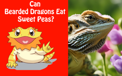Can Bearded Dragons Eat Sweet Peas?