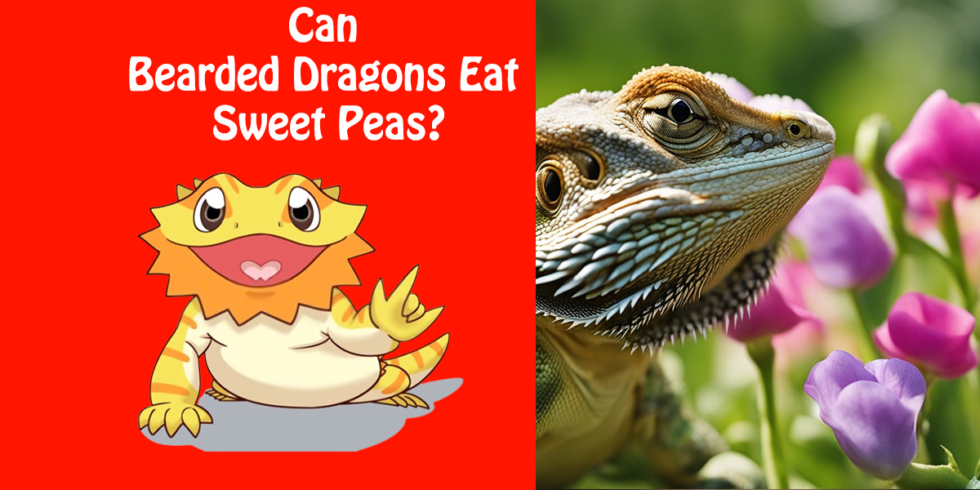 Can Bearded Dragons Eat Sweet Peas? | A Comprehensive Guide