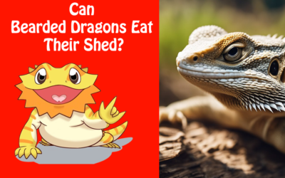 Can Bearded Dragons Eat Their Shed?