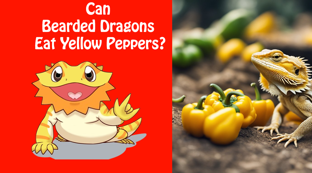 Can Bearded Dragons Eat Yellow Peppers?