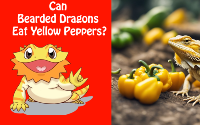 Can Bearded Dragons Eat Yellow Peppers?