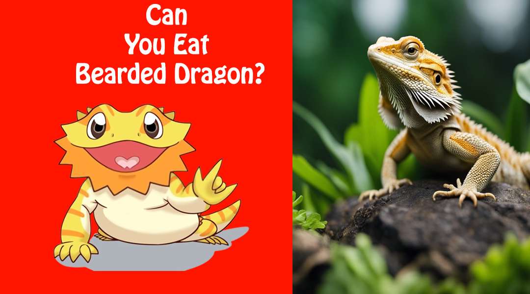 Can You Eat Bearded Dragon?