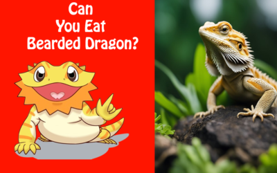 Can You Eat Bearded Dragon?