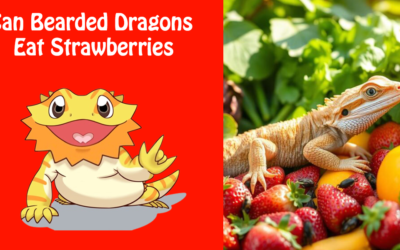 Can Bearded Dragons Eat Strawberries – Safe Feeding Guide